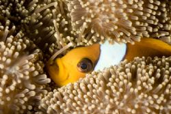 Close up macro. by James Van Der Vyver 